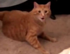 Хозяйка кошки заткнула своего ворчливого питомца (Видео)