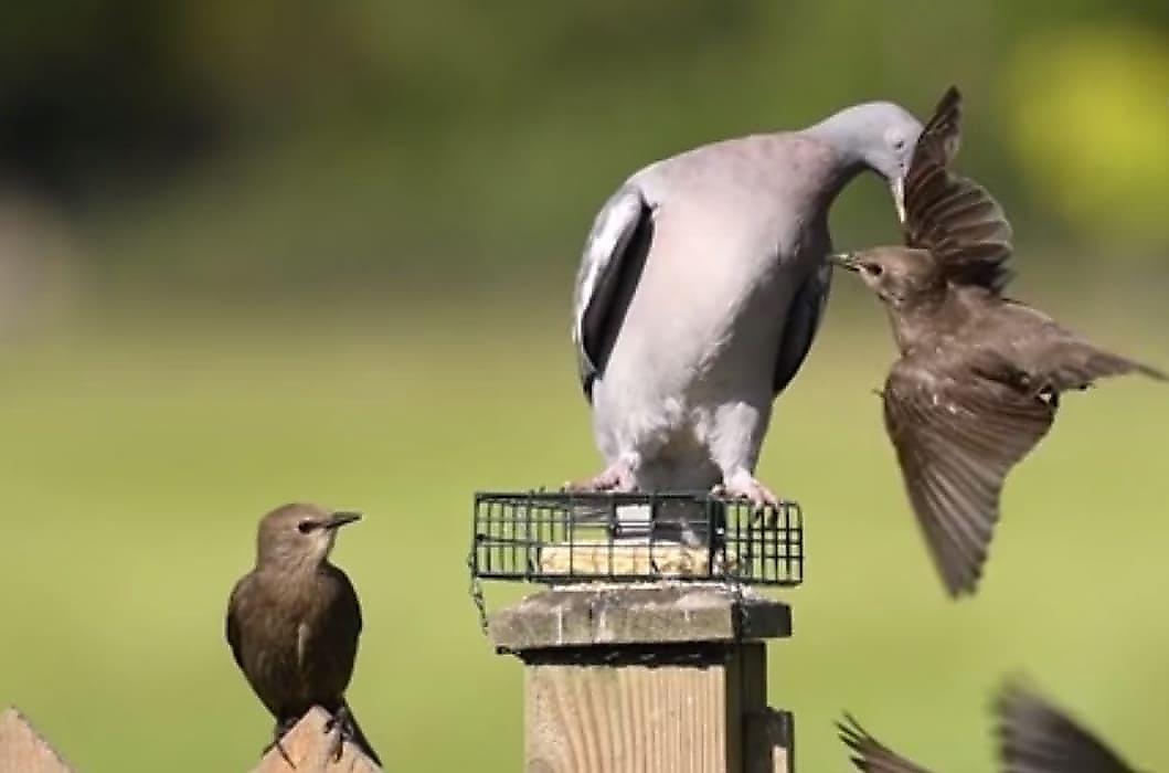 Жадный голубь, защищая кормушку, поймал за крыло молодого скворца