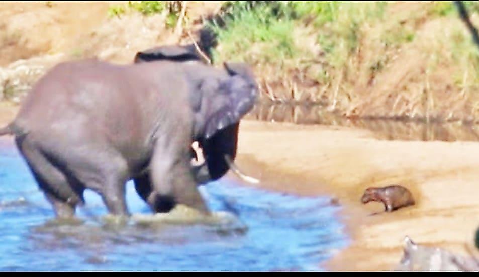 Отважный детёныш бегемота вступил в схватку со слоном, прогнавшим его сородичей из водоёма