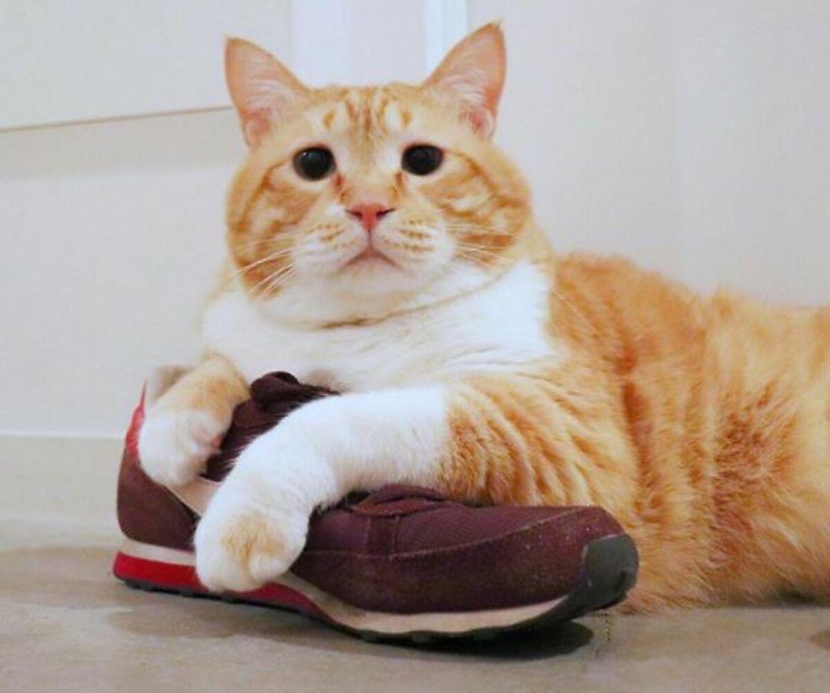 Располневший рыжий кот, нюхающий обувь, прославился в Японии
