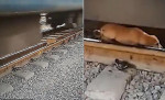 Собака, заснувшая на рельсах, проползла под движущимся составом в Индии (Видео)