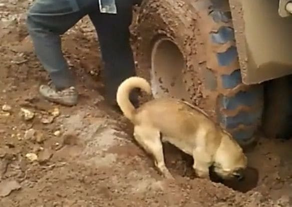 Собака помогла водителю откопать колёса застрявшего грузовика (Видео)