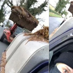 Трактор с навозом в ковше преследовал зоозащитников на автомобиле в Британии (Видео)