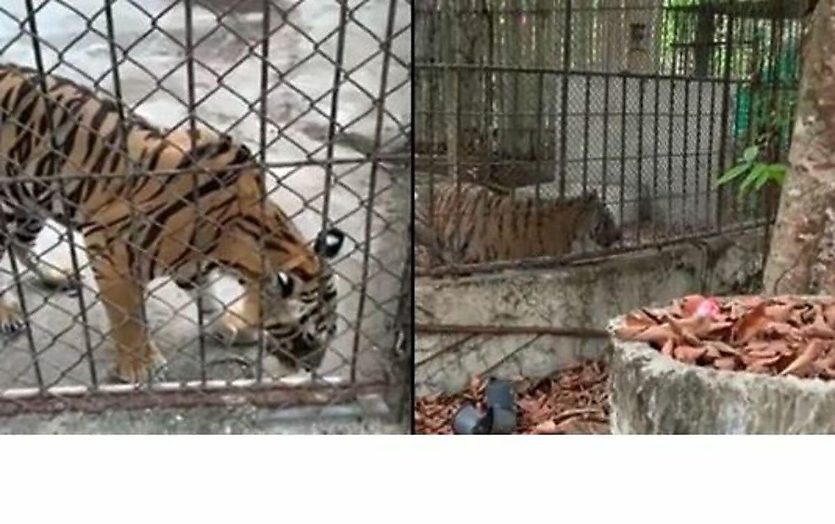 Владельцы тайского зоопарка из-за карантина бросили животных на произвол судьбы