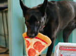 Группа агрессивных псов лишила товара доставщика пиццы и рассмешила сеть