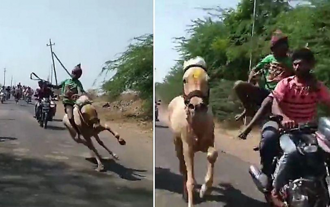 Индийский всадник, упавший вместе с лошадью, догнал на мотоцикле своего скакуна ▶