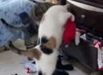 Коты-домушники, устроившие обыск в шкафу, попали на видео и прославились в сети