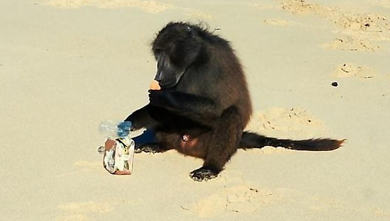Наглый бабуин ограбил британскую туристку в ЮАР ▶