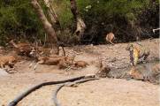 Неудачная охота: тигр устроил засаду на оленей в индийском заповеднике (Видео) 2