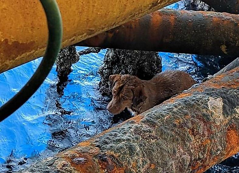 Тайские нефтяники спасли собаку, устроившую заплыв в 200-х километрах от берега ▶