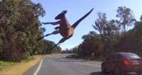 Вдруг откуда не возьмись - появился кенгуру и «подрезал» два автомобиля в Австралии (Видео)