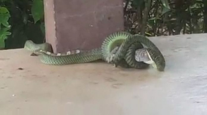Змея не оставила шансов на спасение детёнышу геккона в Тайланде (Видео)