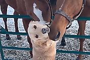 Золотистый ретривер пользуется вниманием у лошадей на ферме своего хозяина