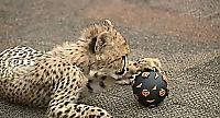 Детёныш гепарда подружился с щенком в американском зоопарке ▶ 2