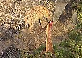 Гиены, забравшись на дерево, попытались стащить спрятанную леопардом добычу