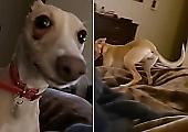Гиперактивная собака разбудила хозяйку и удивила её скоростью передвижения - видео