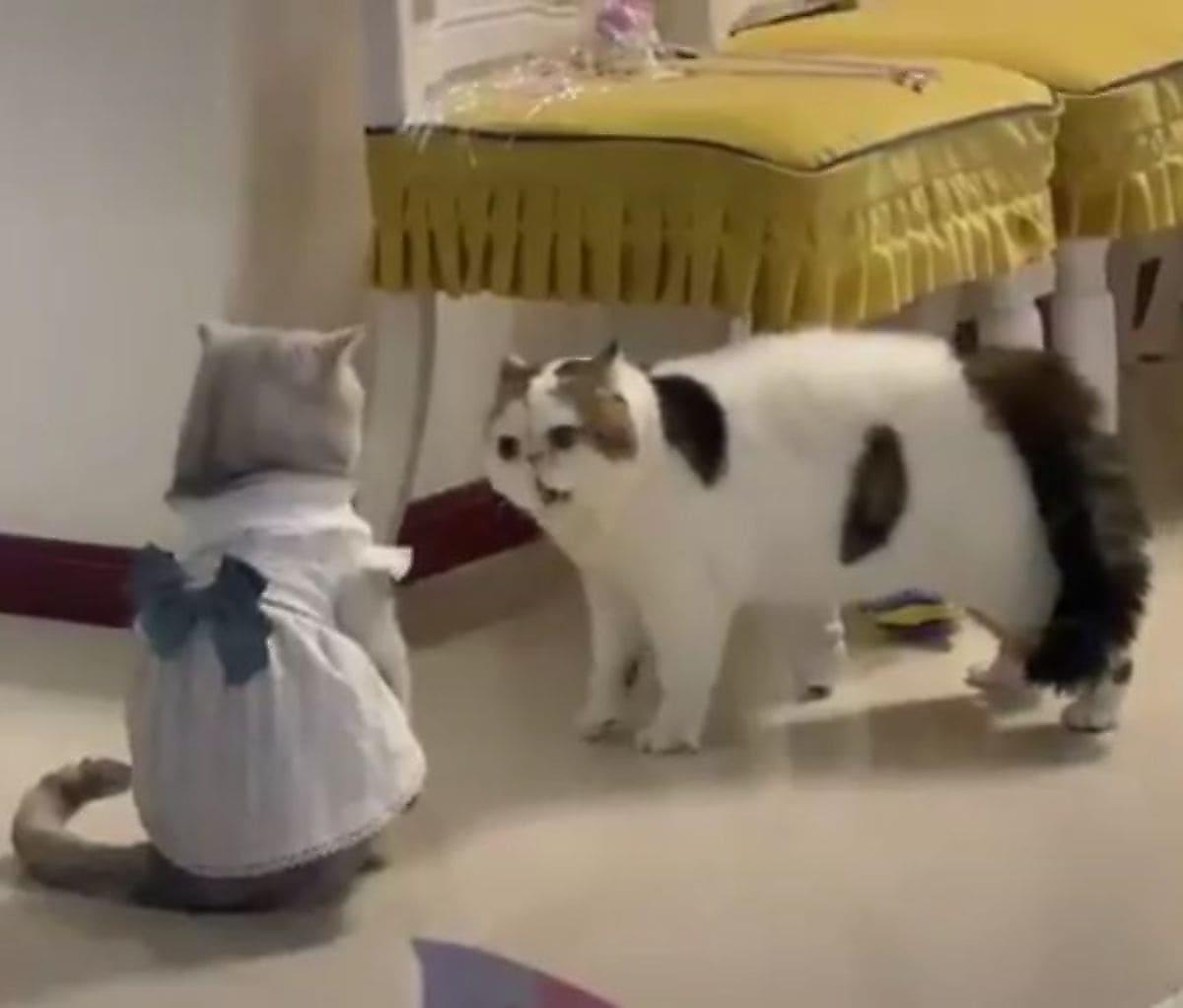 Громогласная кошка «отчитала» соплеменницу за странный наряд