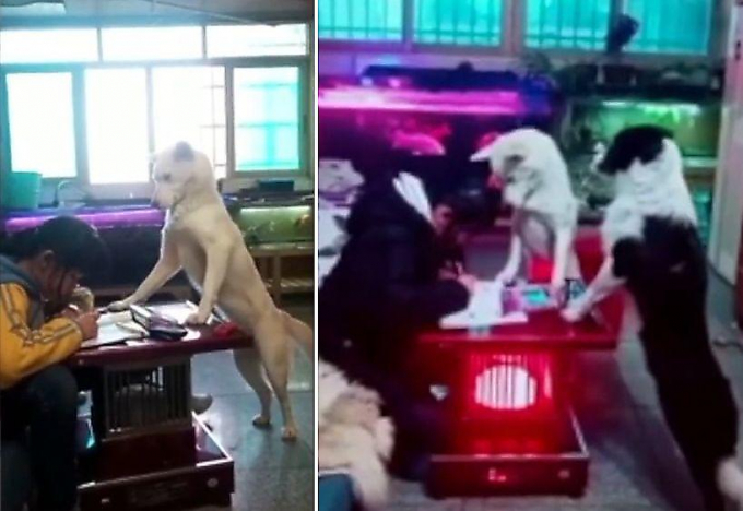 Китаец обучил собаку присматривать за дочерью, когда она делает уроки ▶