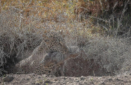 Леопард утащил двух детёнышей у дикой свиньи в Кении 4