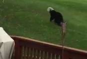Медвежонка, три дня путешествующего с пластиковой банкой на голове, спасли возле курорта в США (Видео)