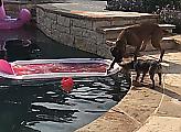 Находчивые собаки показали командную работу, вытаскивая мяч из басейна ▶