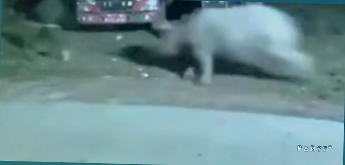 Носорог изменил направление забега непальского спортсмена