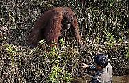 Орангутан протянул руку помощи змеелову на Борнео 0