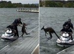 Полицейские спасали, спасали и наконец спасли упрямого кенгуру, не желающего покидать озеро в Австралии ▶