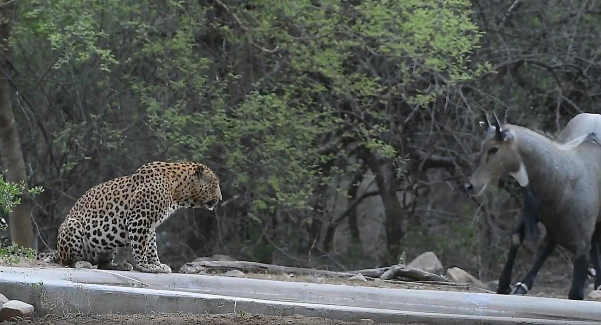 Самец антилопы проигнорировал леопарда, утоляющего жажду рядом с ним