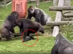 Самец гориллы спас детёныша, пока самки выясняли свои отношения