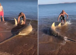 Смелые туристы спасли выброшенную на берег пилоносую акулу - видео