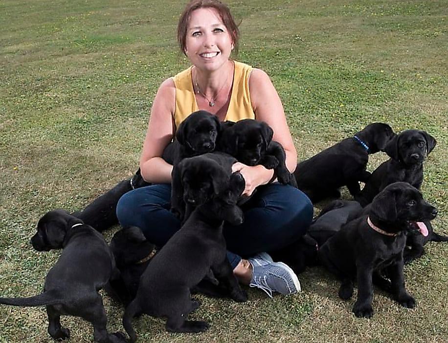 Светлая собака произвела на свет 13 чёрных щенков