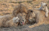 Турист сделал семейную фотографию львиного прайда в африканском парке 1