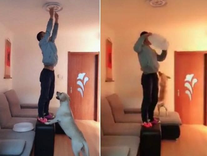 Умный пёс помог своему хозяину починить люстру в квартире (Видео)