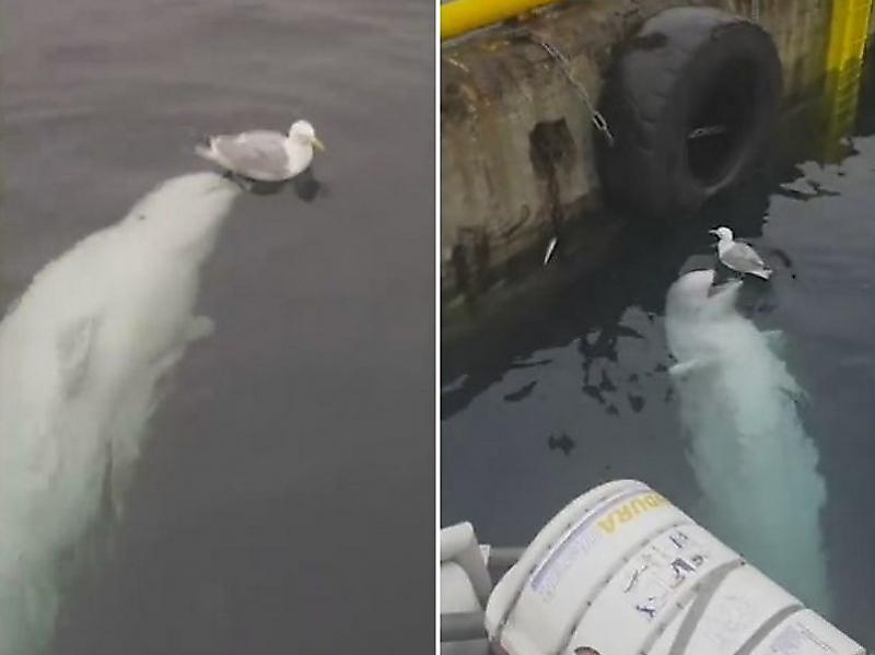 Игривая белуха устроила погоню за чайкой возле норвежской гавани ▶