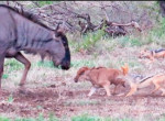 Антилопа, защищая детёныша, вступила в схватку с шакалами в ЮАР ▶