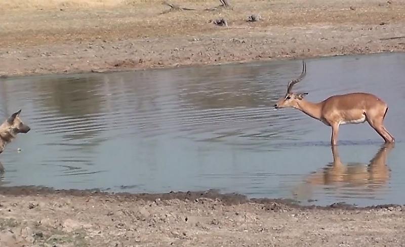 Бедная антилопа, уплывшая от крокодила, досталась диким собакам в Африке ▶