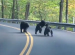 Боевые медвежата перегородили дорогу в американском заповеднике ▶