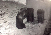 Медведь не смог открыть мусорный контейнер и стащил его из частного владения ▶