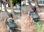 Обезьянка устроила аттракцион, прыгая с дерева в садовую тележку с водой