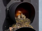 Семейство дроздов свило в светофоре уютное гнездо для своих птенцов 3