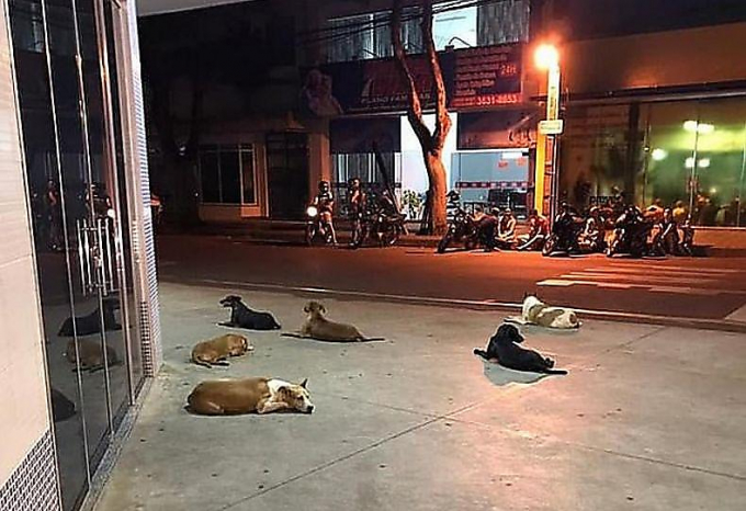 Шесть псов сопроводили своего бездомного хозяина до больницы в Бразилии