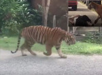 Тигры совершили путешествие по малайзийской деревне на глазах у шокированных местных жителей ▶
