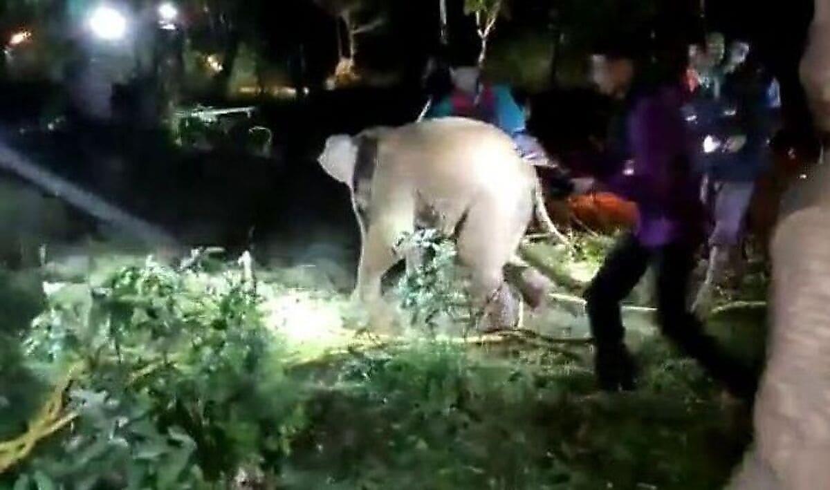 Толпа шумных индийцев спасла маленького слонёнка, провалившегося в колодец