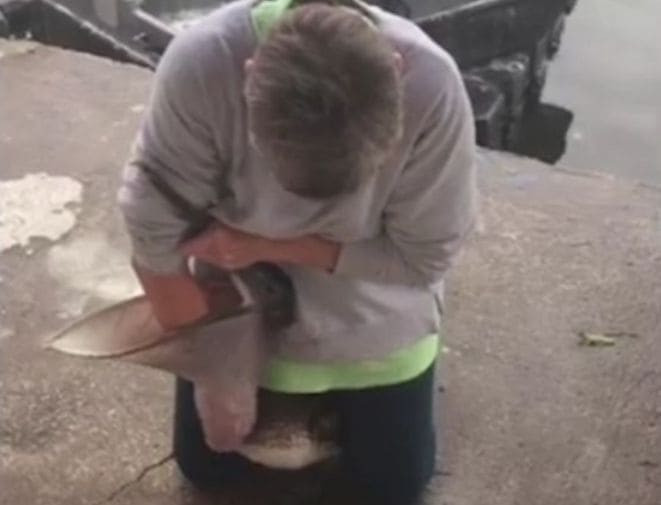 Американка спасла жизнь подавившемуся рыбой пеликану во Флориде (Видео)
