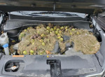 Белки устроили склад орехов под капотом автомобиля ▶