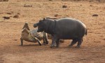 Два бегемота бесцеремонно разбудили и прогнали крокодила в африканском заповеднике