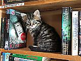 Книжный магазин, ставший питомником для котят, пользуется огромной популярностью в Канаде 2