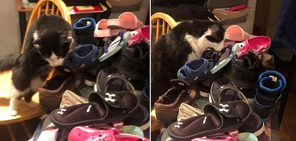 Кот на протяжении 8 месяцев обворовывал соседей и устроил обувной склад в жилище своей хозяйки