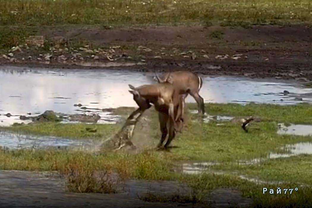 Крокодил нарушил водопой водяных козлов в Кении